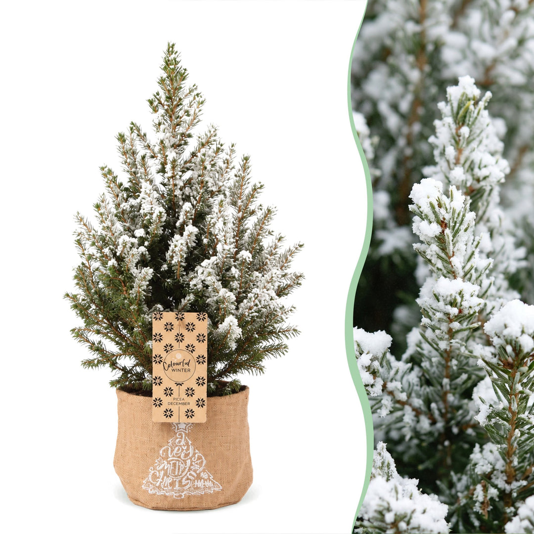 Pack of 4 potted snow-flocked dwarf spruce Christmas trees, 65cm in 17cm pots with a jute bag