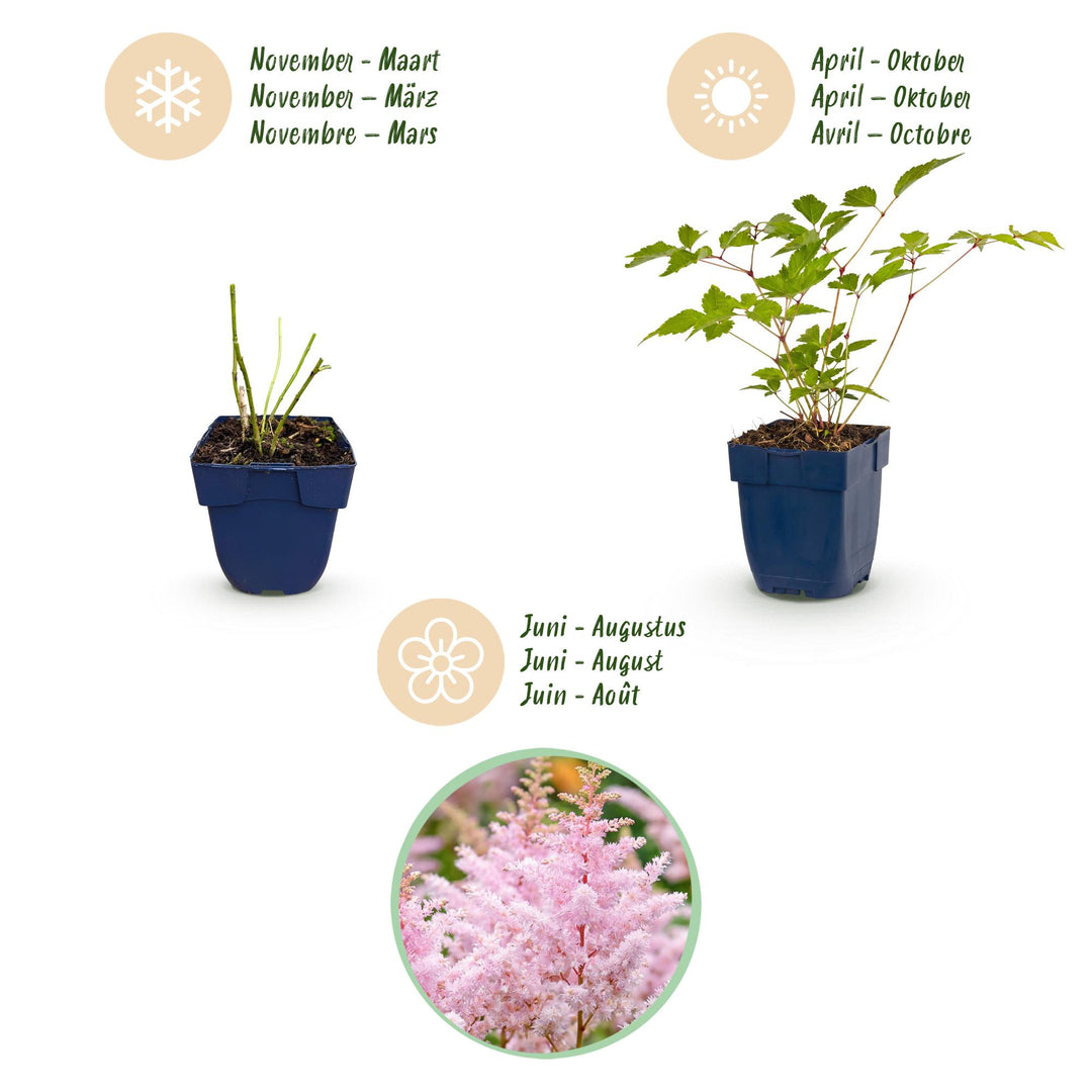 24 Astilbe japonica 'Europa' plants in 11cm pots, 15-25cm tall - view 3