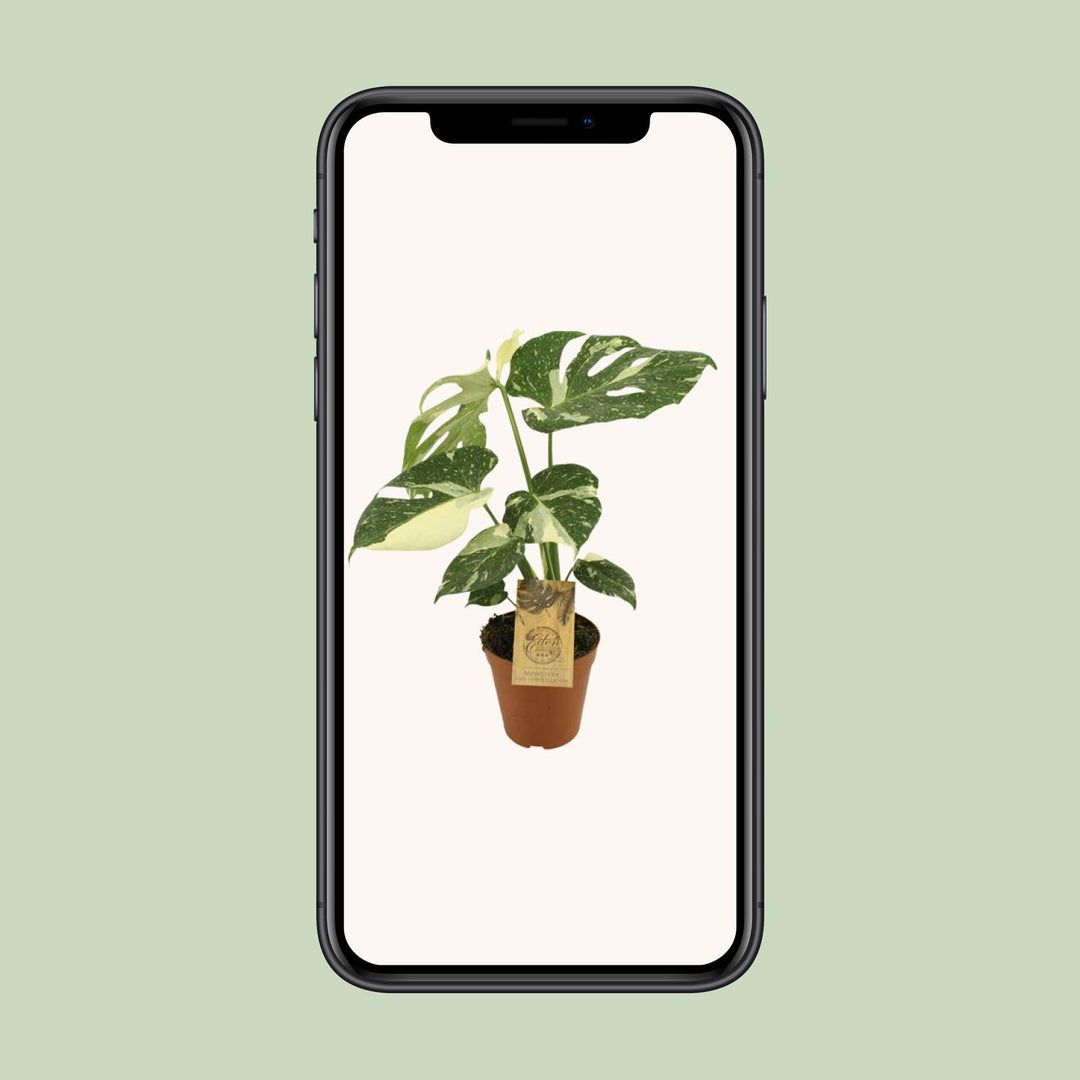Monstera Thai Constellation 15cm Pot - Variegated Houseplant 50cm