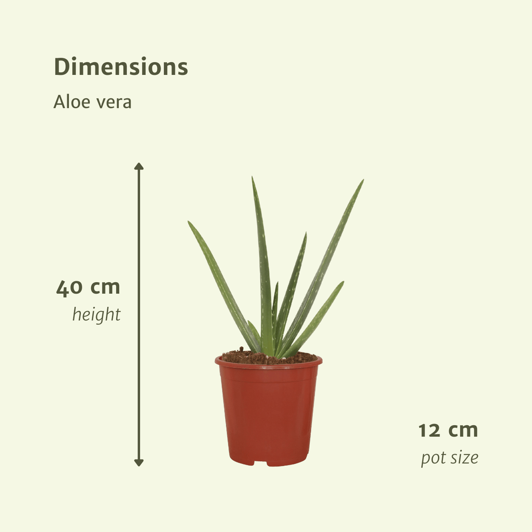 2x Aloe Vera Succulent Plants 40cm - Indoor Houseplants ø12cm