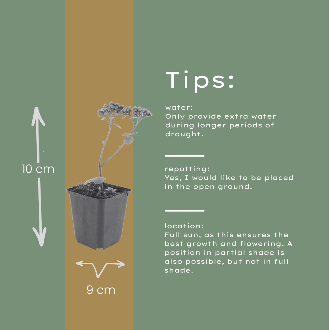 48x Sedum 'Matrona' - ↕10-25cm - Ø9cm