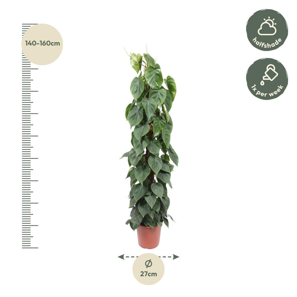 Large Philodendron Bipinnatifidum Cum Laude houseplant with glossy dark green leaves by Everspring