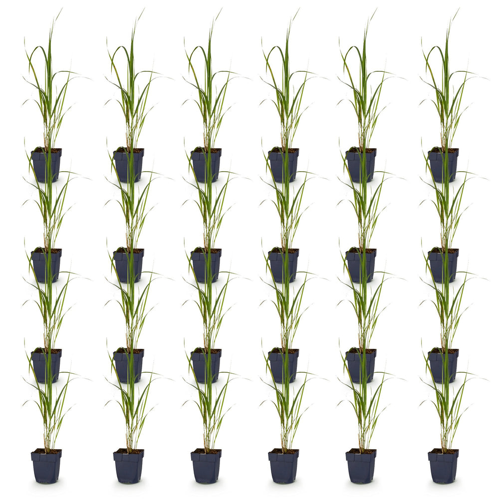 Pack of 24 Molinia arundinacea 'Karl Foerster' purple moor grass plants in 11cm pots - view 2