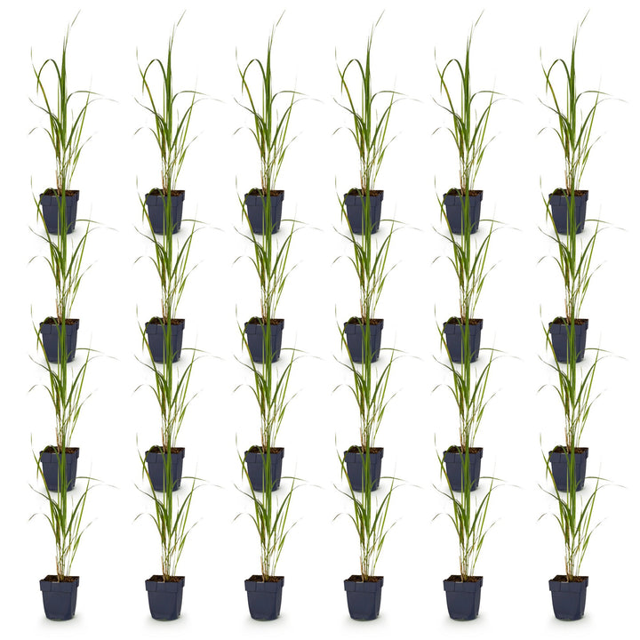 Pack of 24 Molinia arundinacea 'Karl Foerster' purple moor grass plants in 11cm pots - view 2