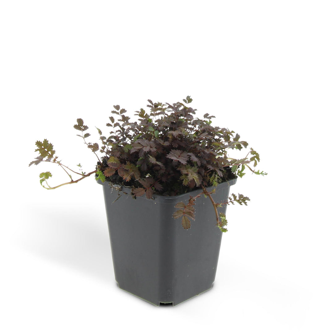 48x Acaena Microphylla Kupferteppich Bronze Ground Cover 9cm