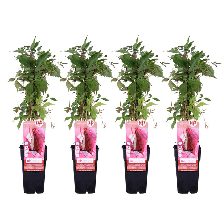 Virginia Creeper Plants 4 Pack - Parthenocissus 65cm - Self Climbing