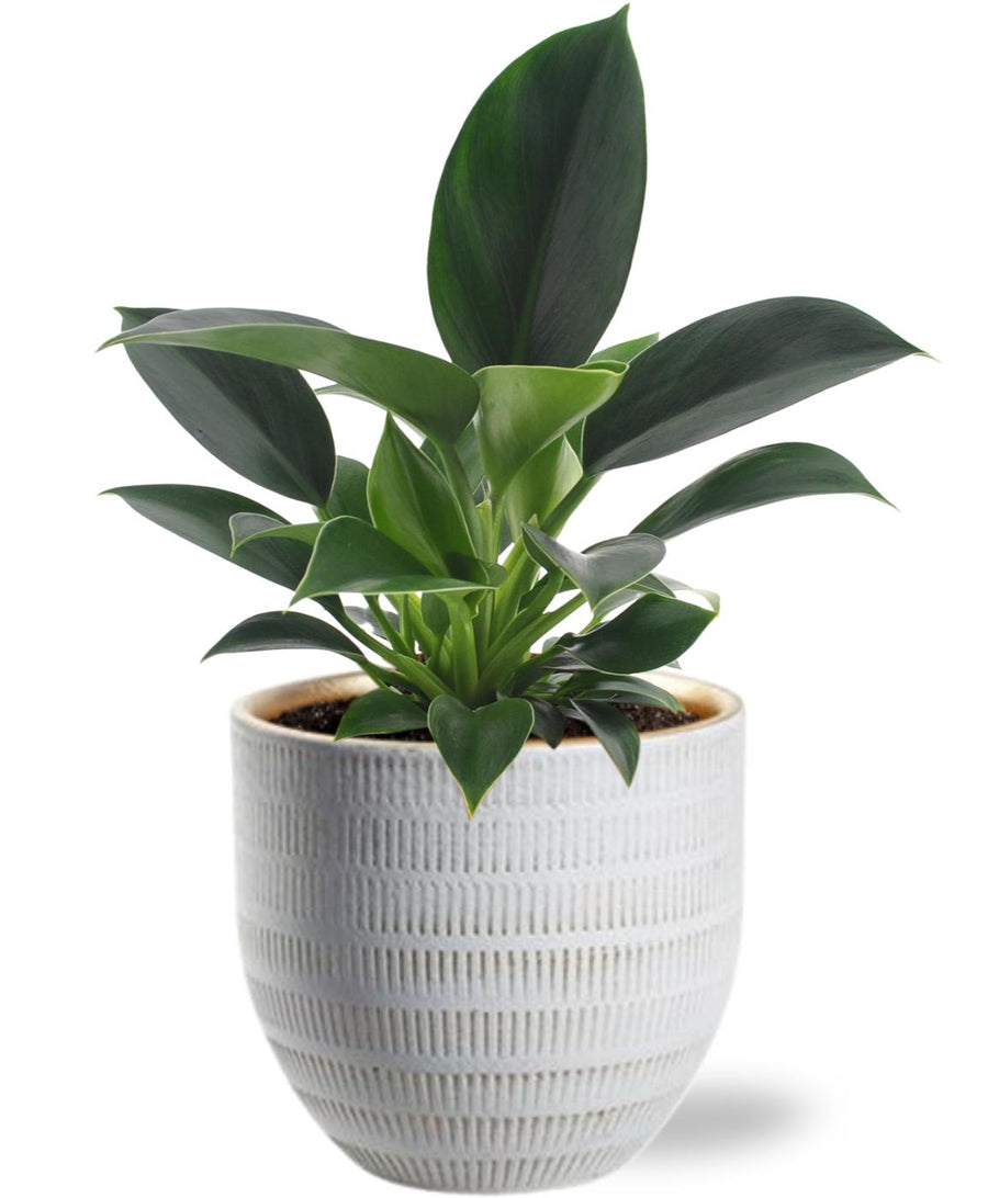 Philodendron Green Princess in a 12cm pot with a white decorative planter by Everspring, ideal for desk decor.