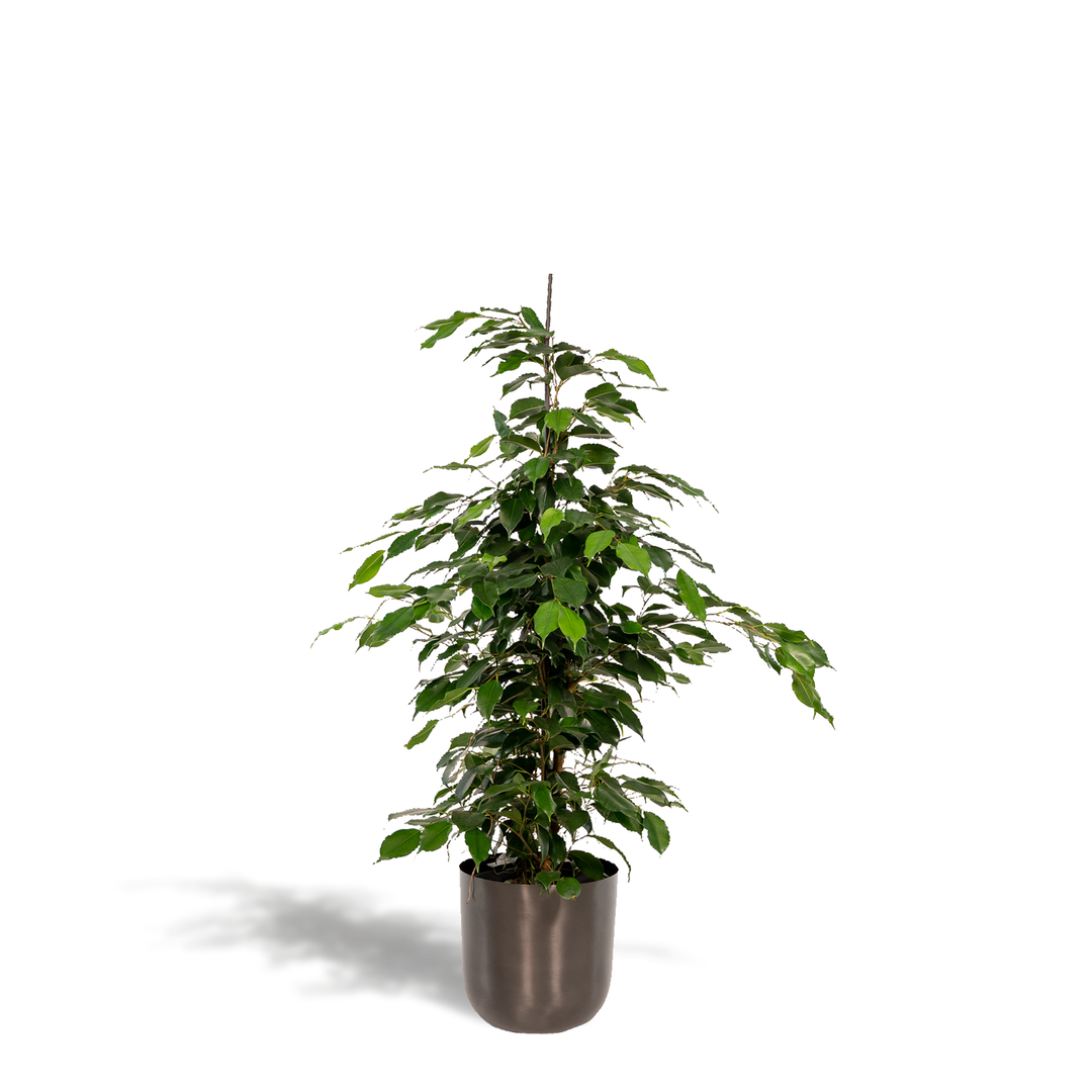 Ficus Benjamina Danielle weeping fig houseplant, 95cm tall, lush green leaves in a decorative pot by Everspring.