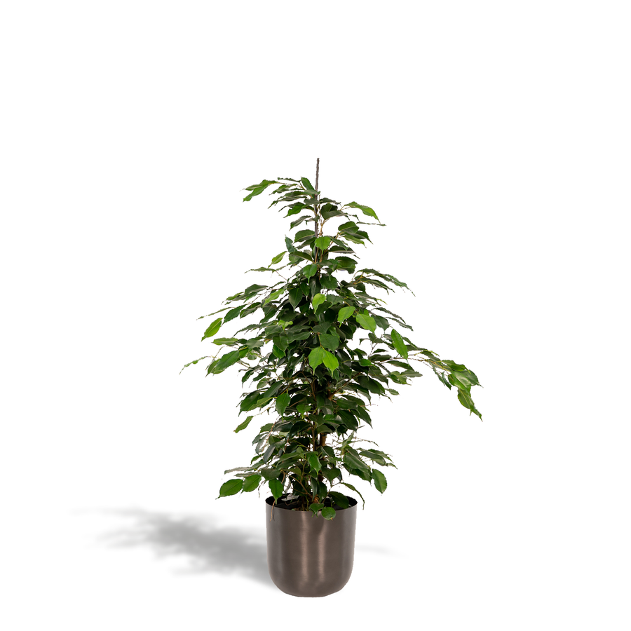 Ficus Benjamina Danielle weeping fig houseplant, 95cm tall, lush green leaves in a decorative pot by Everspring.