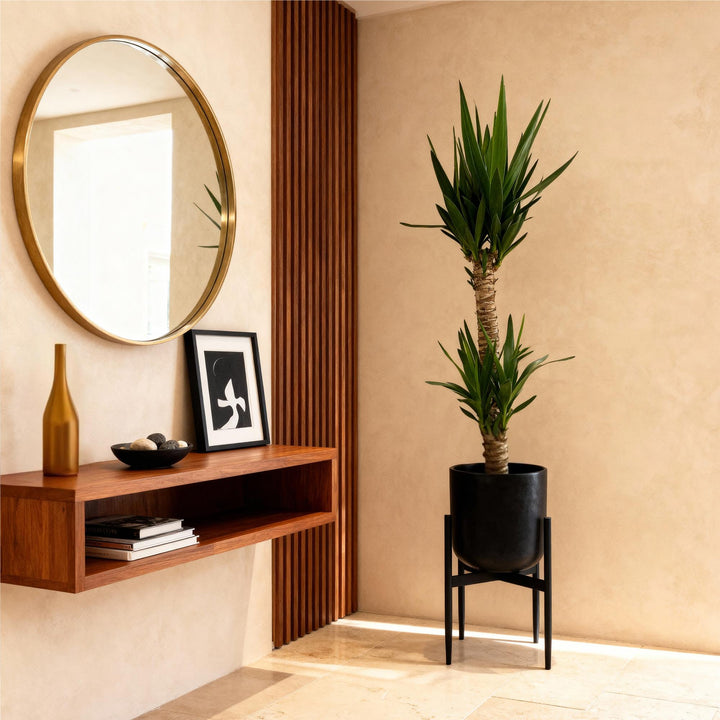 Yucca (Yucca elephantipes) - view 4
