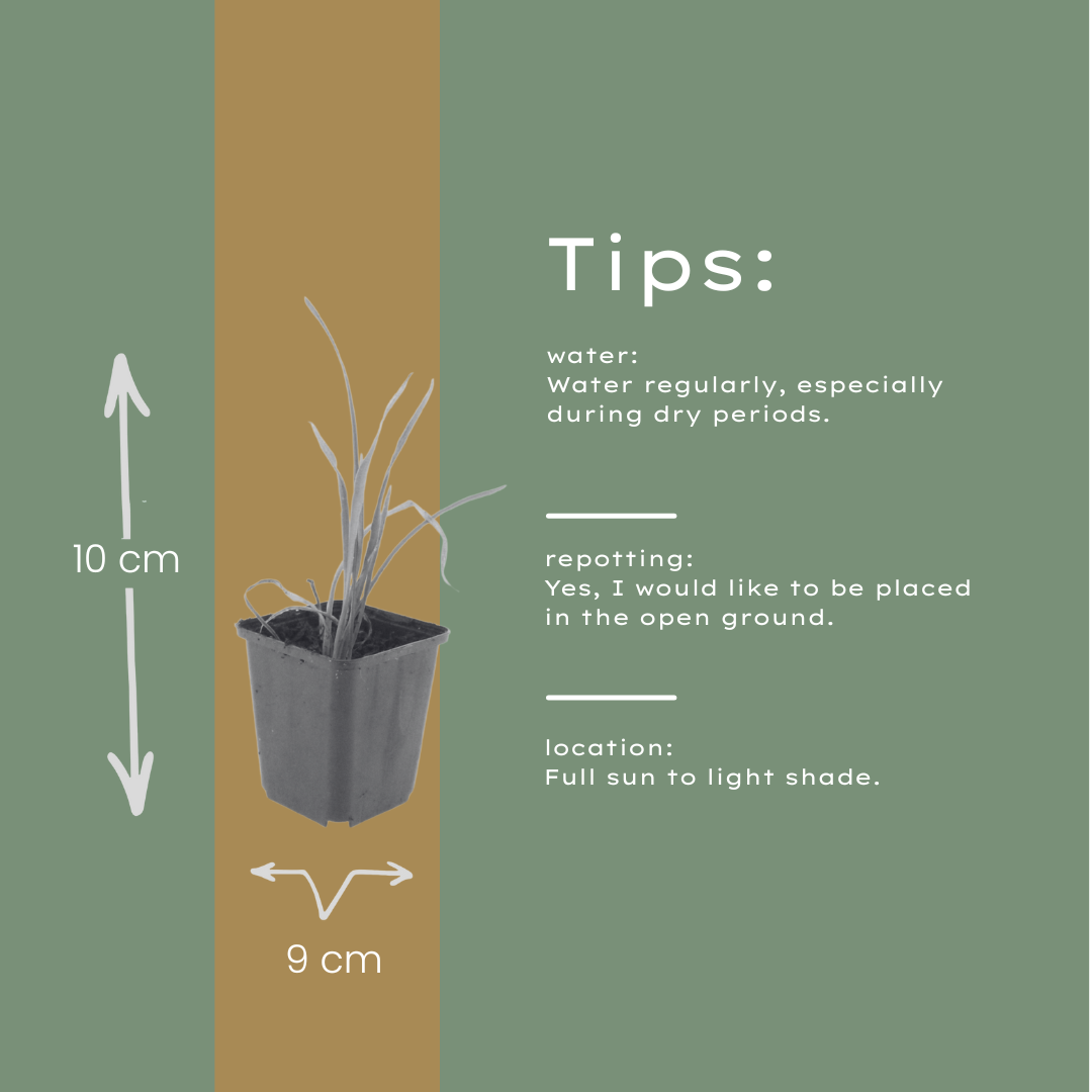 24x Hemerocallis 'Stella de Oro' - ↕10-25cm - Ø9cm