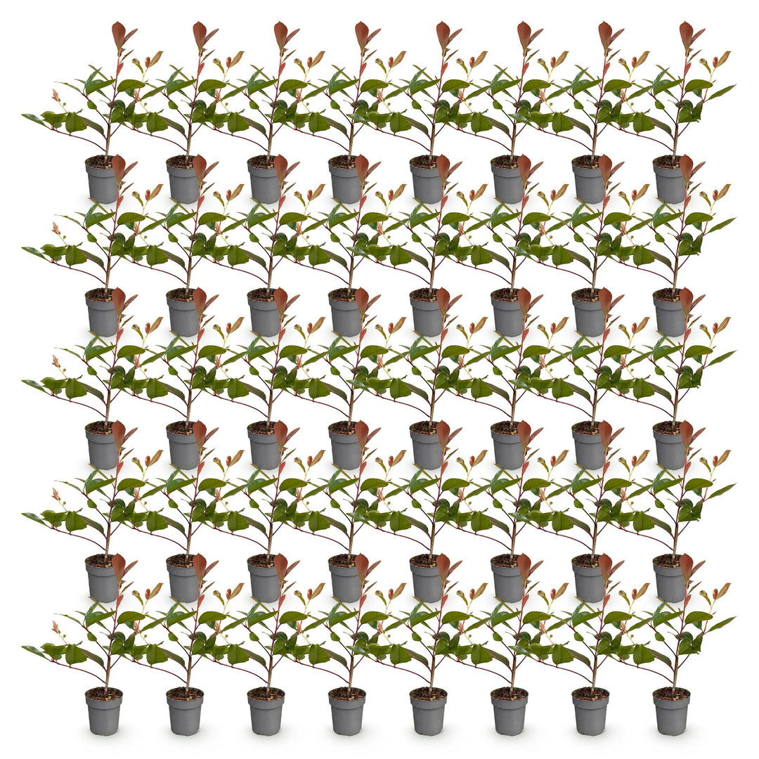 40 Photinia x fraseri 'Red Robin' hedging plants in 9cm pots, 25-35cm tall - view 2