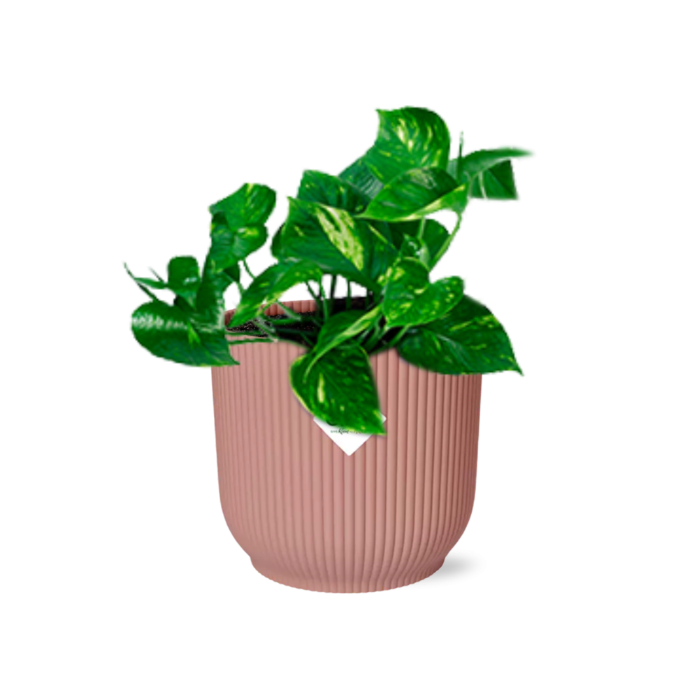 Golden pothos with heart-shaped green and gold leaves in a pink ribbed ELHO Vibes pot