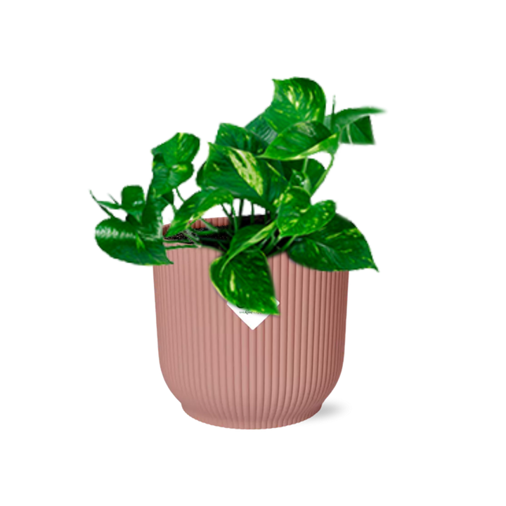 Golden pothos with heart-shaped green and gold leaves in a pink ribbed ELHO Vibes pot