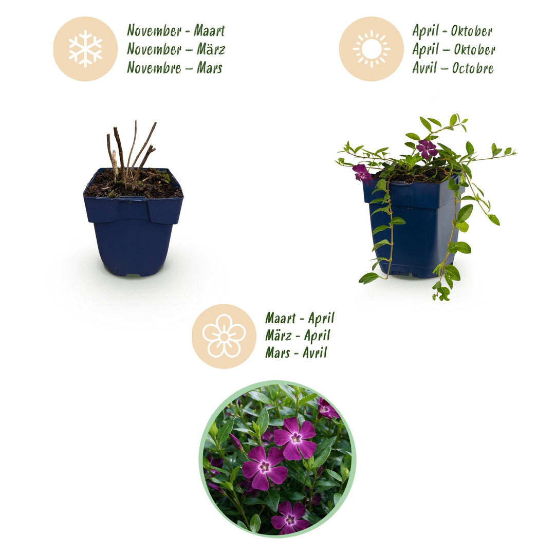 Pack of 24 Vinca minor 'Atropurpurea' lesser periwinkle plants in 11cm pots - view 4