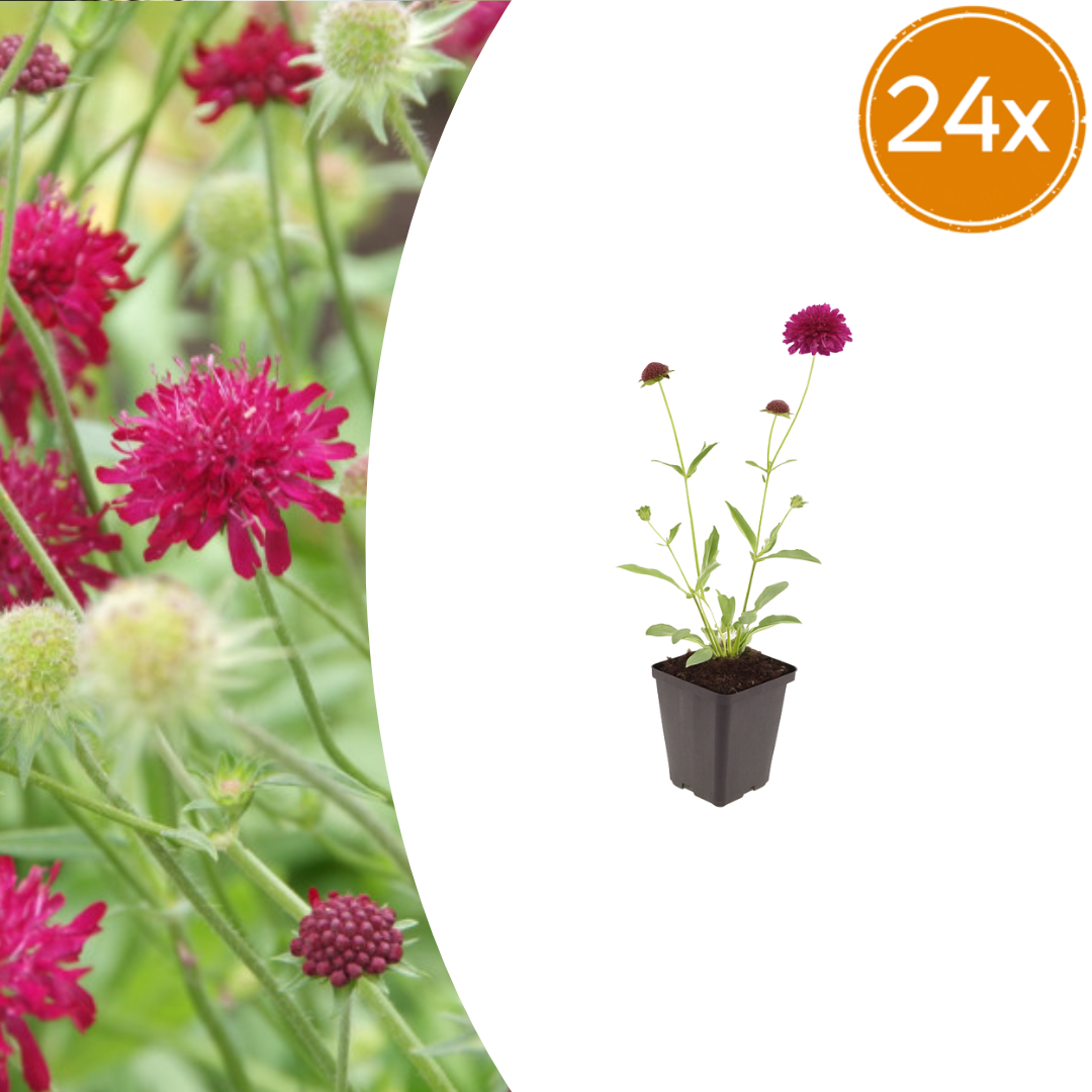 24x Knautia macedonica - ↕10-25cm - Ø9cm