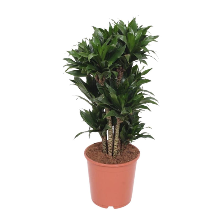 Dracaena Compacta Dragon Tree - 80cm Air Purifying Houseplant
