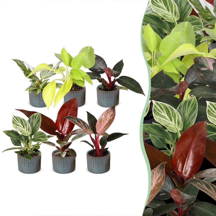 Baby Philodendron Family houseplants, pack of 6