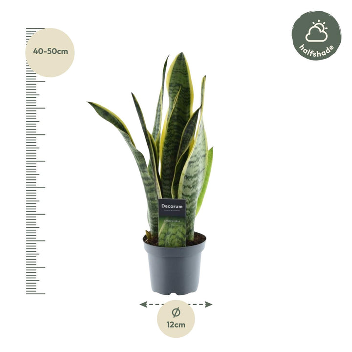Green Sansevieria Snake Plant in a modern pot, ideal for low light and air purification, by Everspring