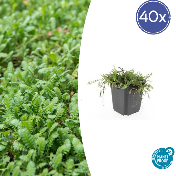 40x Leptinella Squalida Brass Buttons - Evergreen Groundcover 9cm Pots