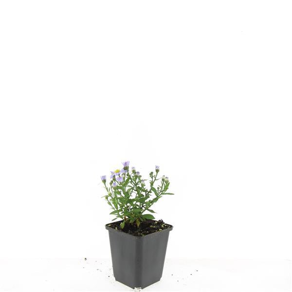 24x Aster 'Prof. Anton Kippenberg' Paaien - Ø9cm Potten