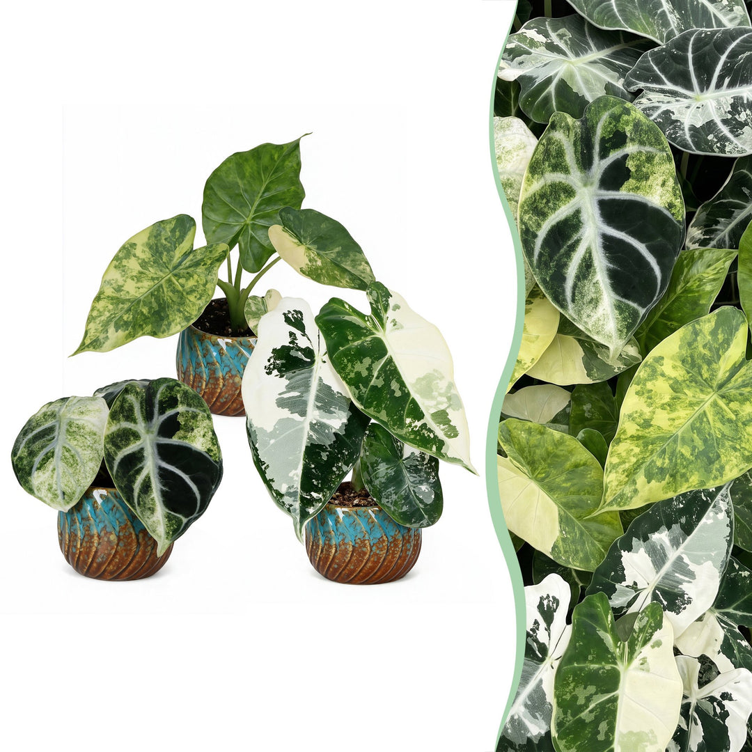 Baby Alocasia Tricolour Variegata plants, pack of 3