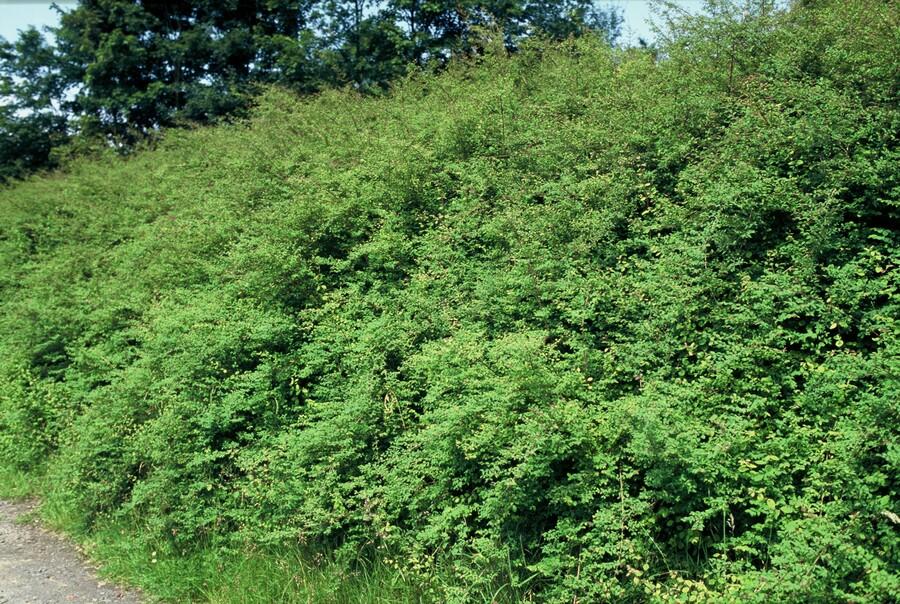 40x Snowberry 'Hancock' Bulk Pack - Hardy Ground Cover - 10-25cm