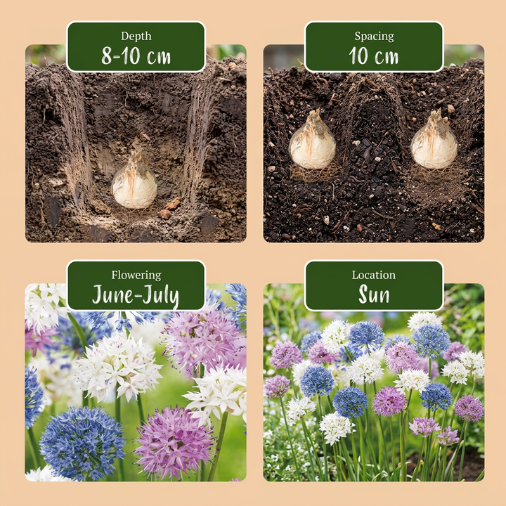 120x Allium Buzzing Beauties - Ail ornemental Buzzing Beauties - Divers - Floraison estivale - Calibre 6/7