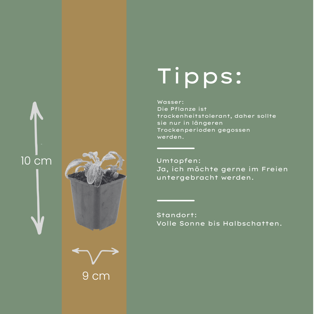 60x Stachys byzantina 'Silver Carpet' - ↕10-25cm - Ø9cm