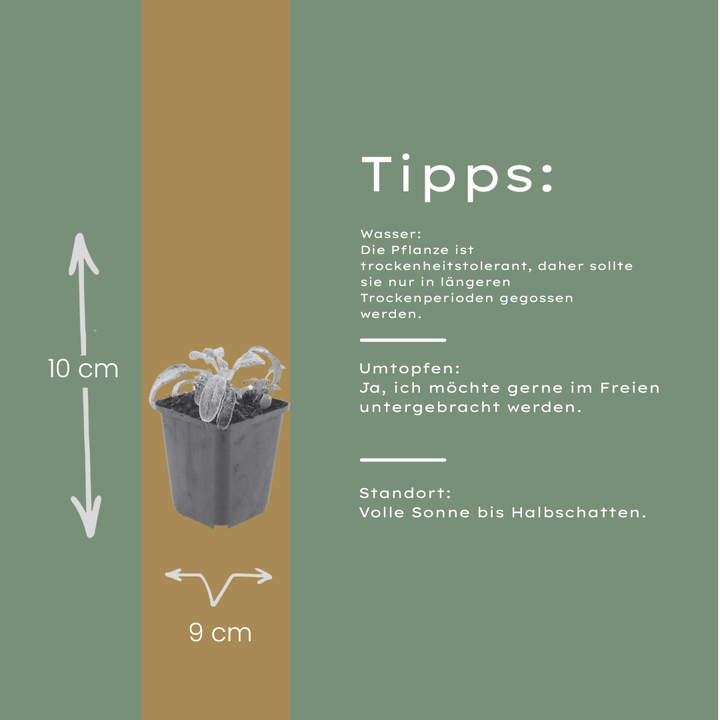 60x Stachys byzantina 'Silver Carpet' - ↕10-25cm - Ø9cm