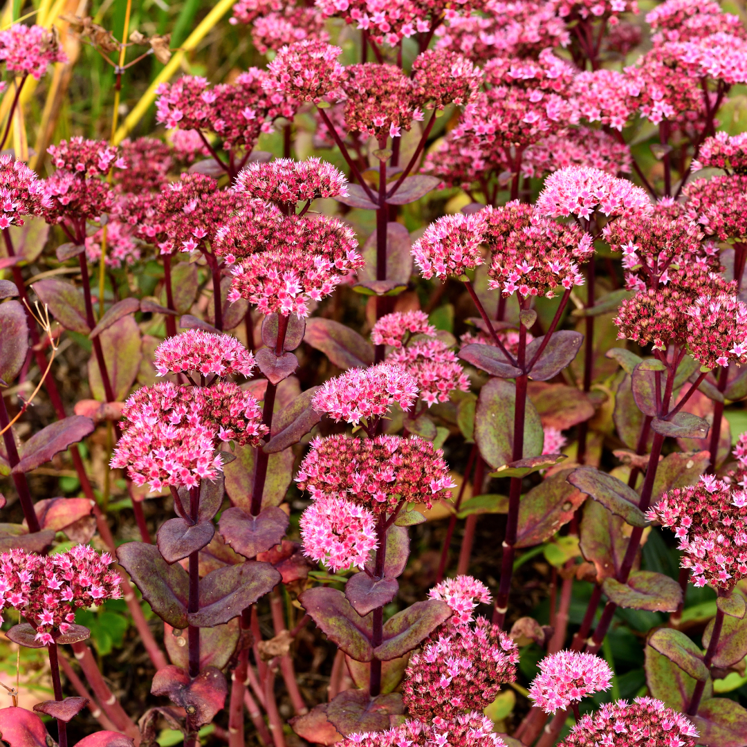 6x Sedum 'Matrona' - ↕10-25cm - Ø9cm