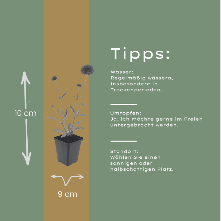 24x Knautia macedonica - ↕10-25cm - Ø9cm