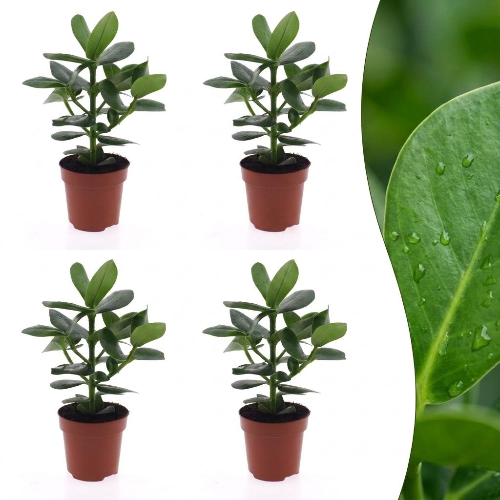 Clusia Princess - Clusia Princess - 4 Plants - Pot 12cm - Height - 40cm