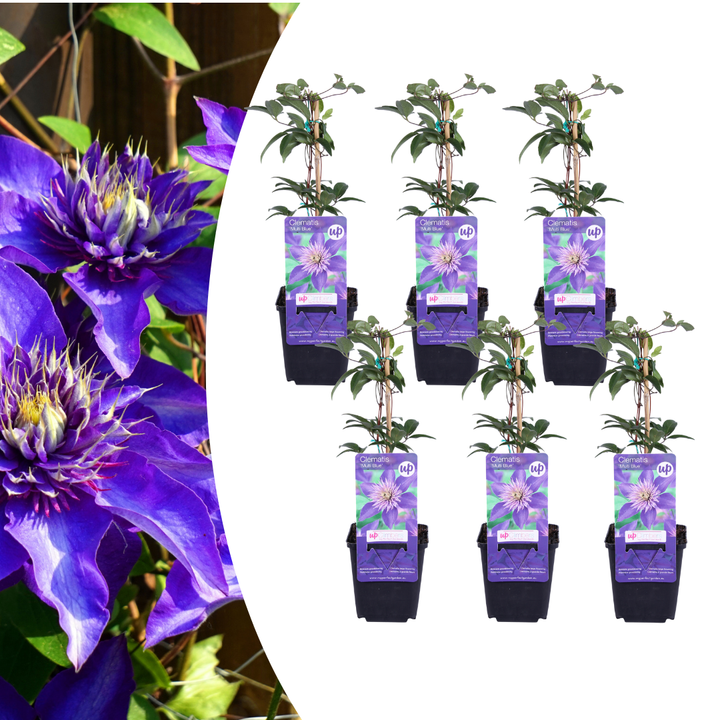 6x Clematis ‘Multi Blue’ – P9 Pot – Unique Blue Flowering Climbing Plant