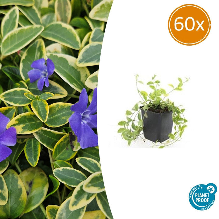 60x Vinca minor 'Aureovariegata' Golden Variegated Periwinkle - 9cm