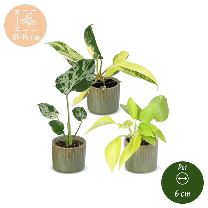Baby Tropical Mix, pack of 3 tropical houseplants in Ø6cm pots, image 5