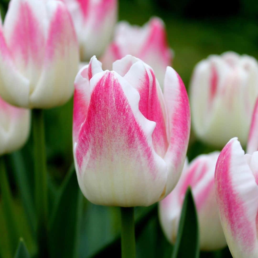 Luxury large box of pink and white Dutch tulips, 90 bulbs, by Everspring.
