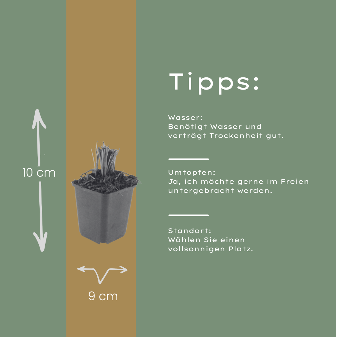 48x Liatris spicata - ↕10-25cm - Ø9cm