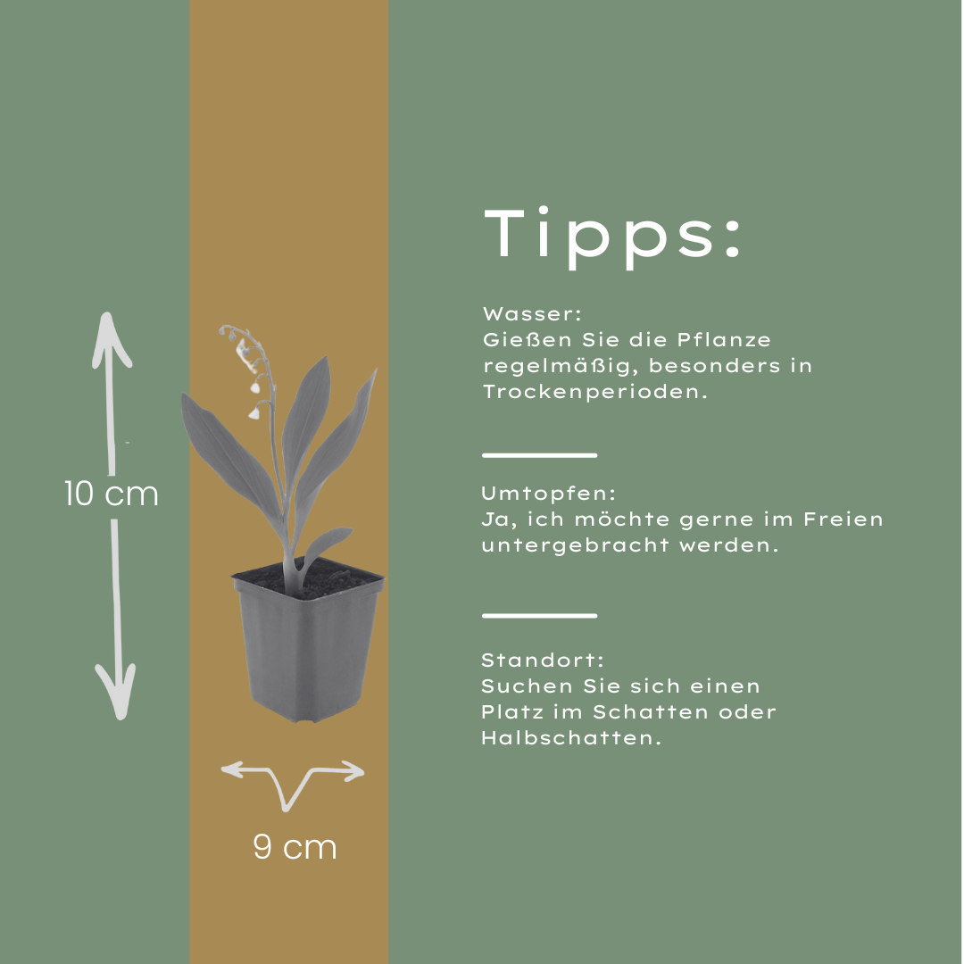 24x Convallaria majalis - ↕10-25cm - Ø9cm