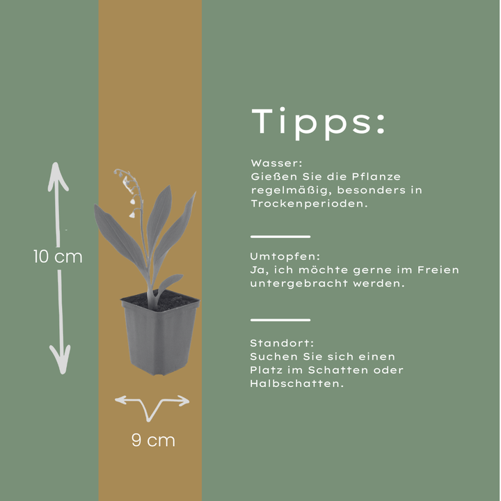 24x Convallaria majalis - ↕10-25cm - Ø9cm