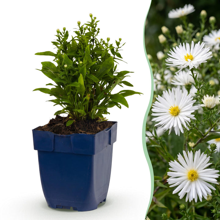Plante vivace - Aster (D) Schneekissen - Aster maritime - Attire les abeilles et les papillons - Blanc - 24 Plantes - Pot 11cm - Hauteur 15-25cm