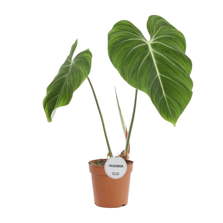 60cm green Philodendron plant in a decorative pot, ideal for indoor air purification and easy care.