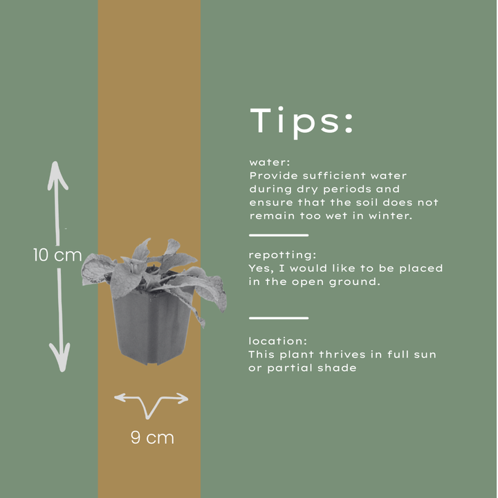 24x Symphytum grand. 'Wisley Blue' - ↕10-25cm - Ø9cm