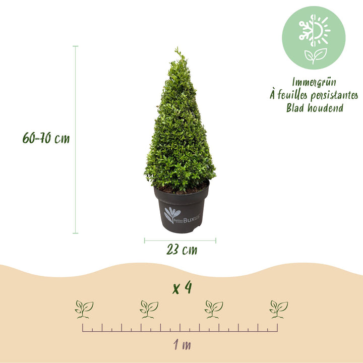 2 BetterBuxus Skylight box pyramids in 23cm pots - view 3