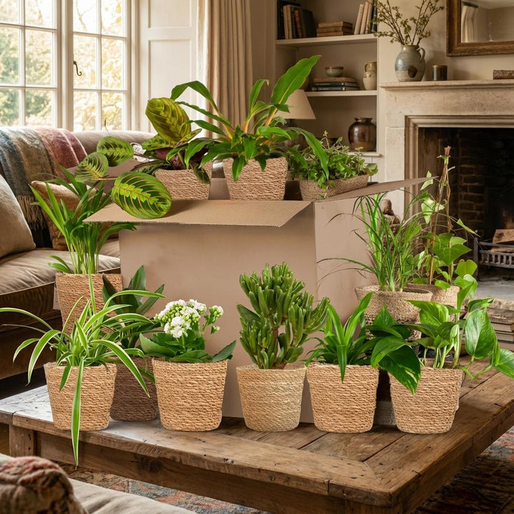 Green Second Chance Box of 12 houseplants in seagrass baskets