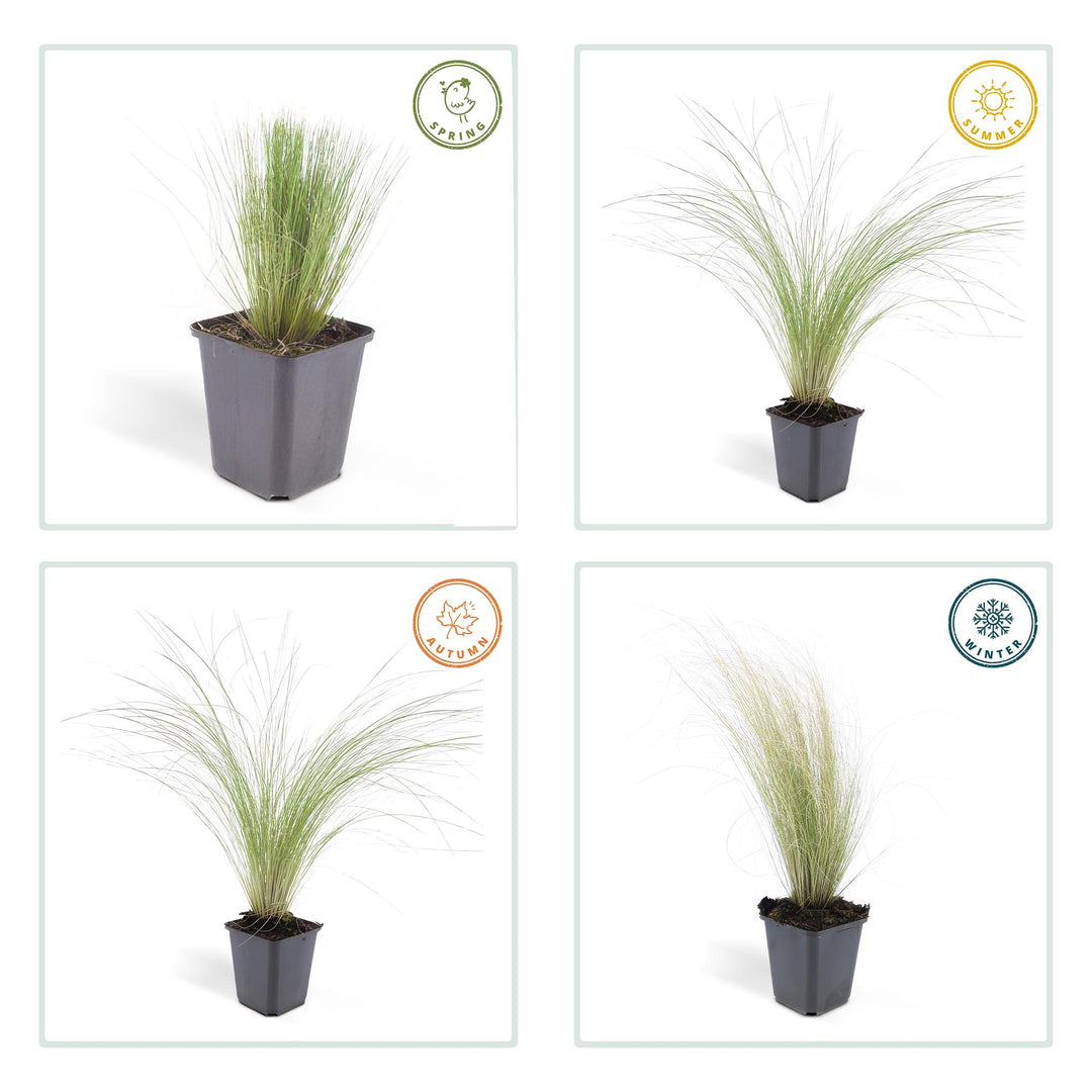 40x Stipa tenuissima 'Ponytails' | Fine-Haired Grass | 10-25cm