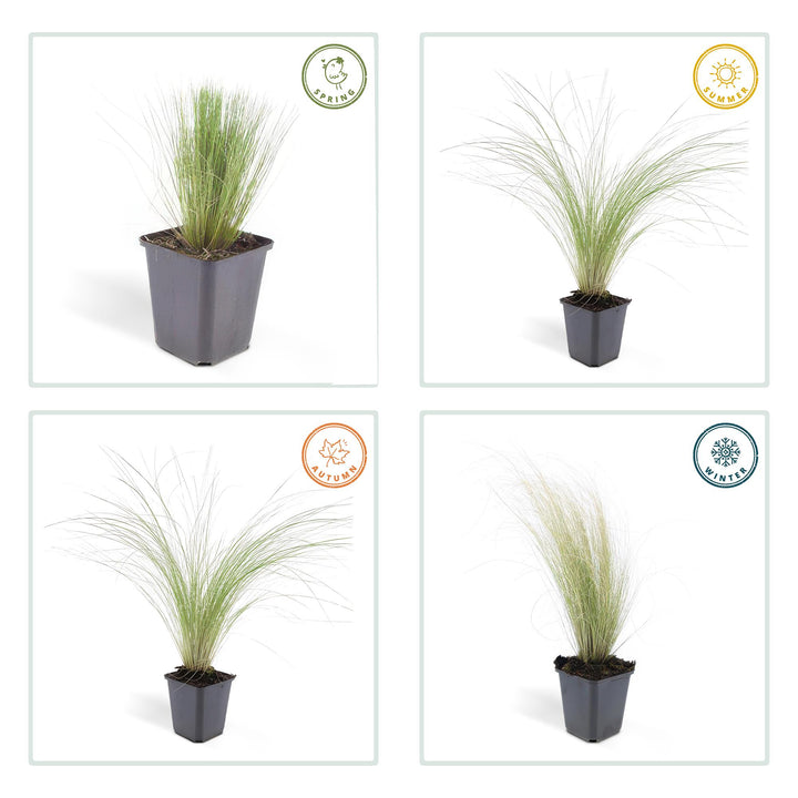 40x Stipa tenuissima 'Ponytails' | Fine-Haired Grass | 10-25cm