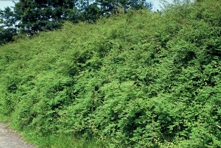 48x Symphoricarpos 'Hancock' Snowberry - Hardy Ground Cover 10-25cm