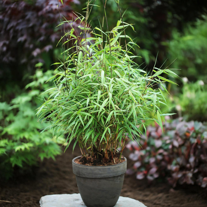12 Fargesia Asian Wonder clumping bamboo plants in 14cm pots - view 5