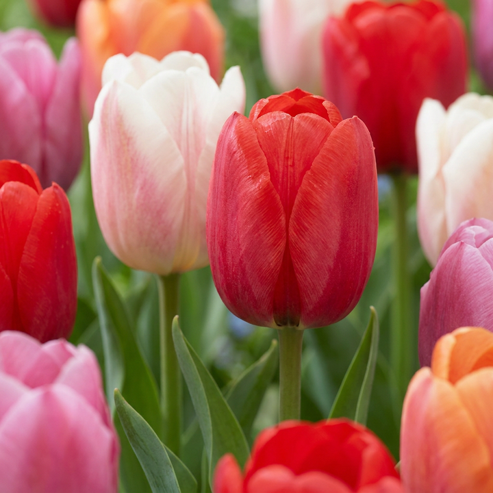 120x Tulipa Glowing with pride - Tulipe Glowing with pride - Divers - Floraison printanière - Calibre 11/12